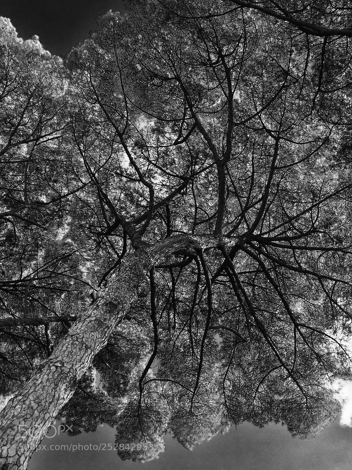 Apple iPhone 6 sample photo. Tree photography
