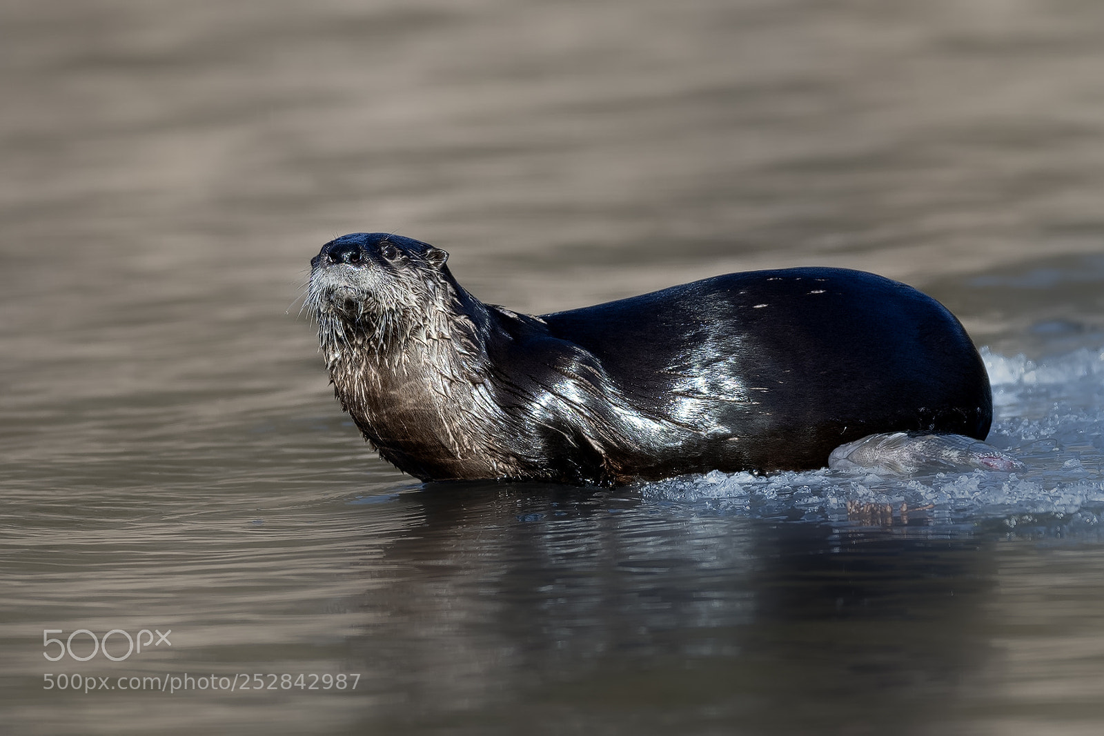 Nikon D850 sample photo. Otter photography