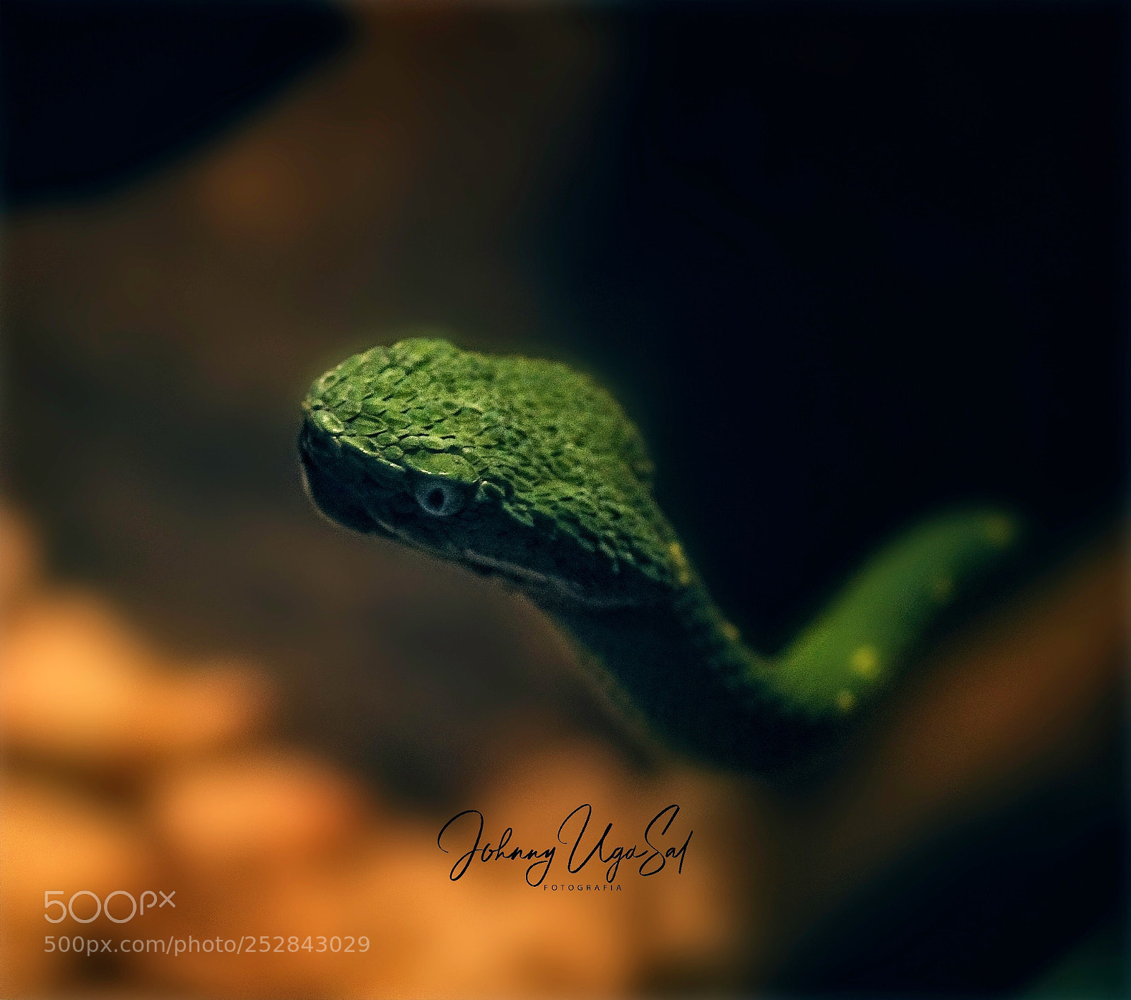Sony a7R II sample photo. Snake. photography