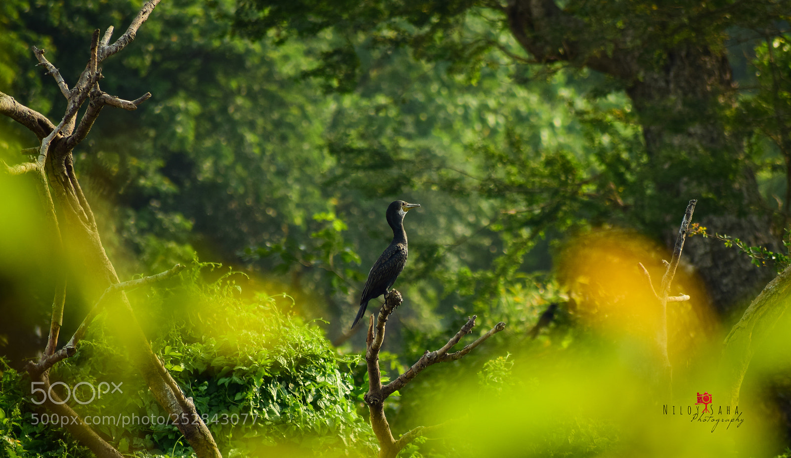 Nikon D5300 sample photo. The bird in the photography