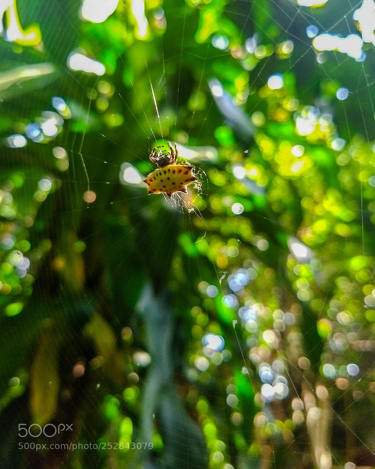 Motorola Moto G (5) Plus sample photo. Spider photography