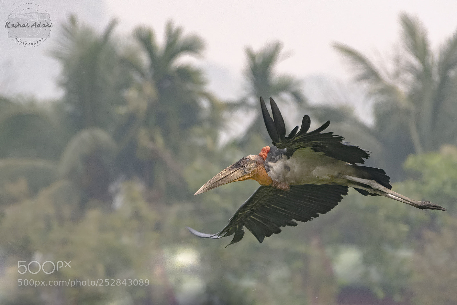 Nikon D500 sample photo. Greater adjutant photography