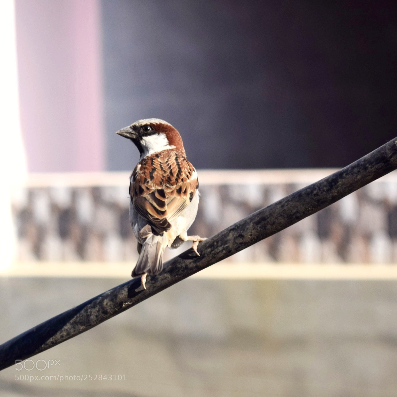 Nikon D5300 sample photo. Bird gaze photography