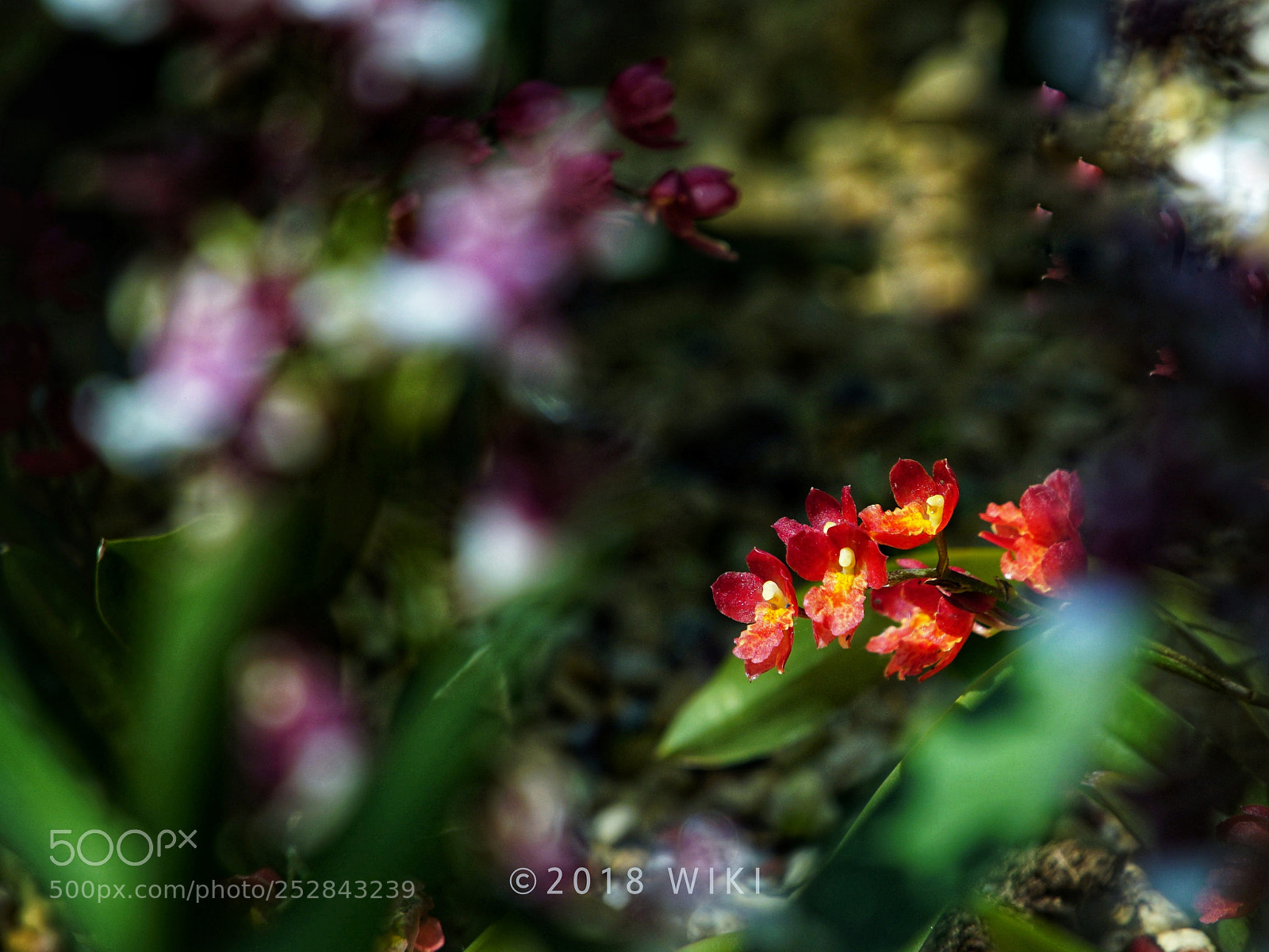 Sony a5100 sample photo. Orchid photography