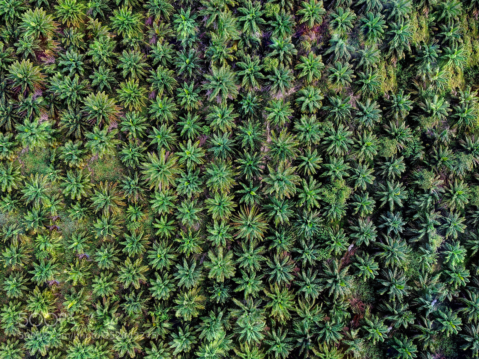 DJI FC220 sample photo. Palm oil trees photography