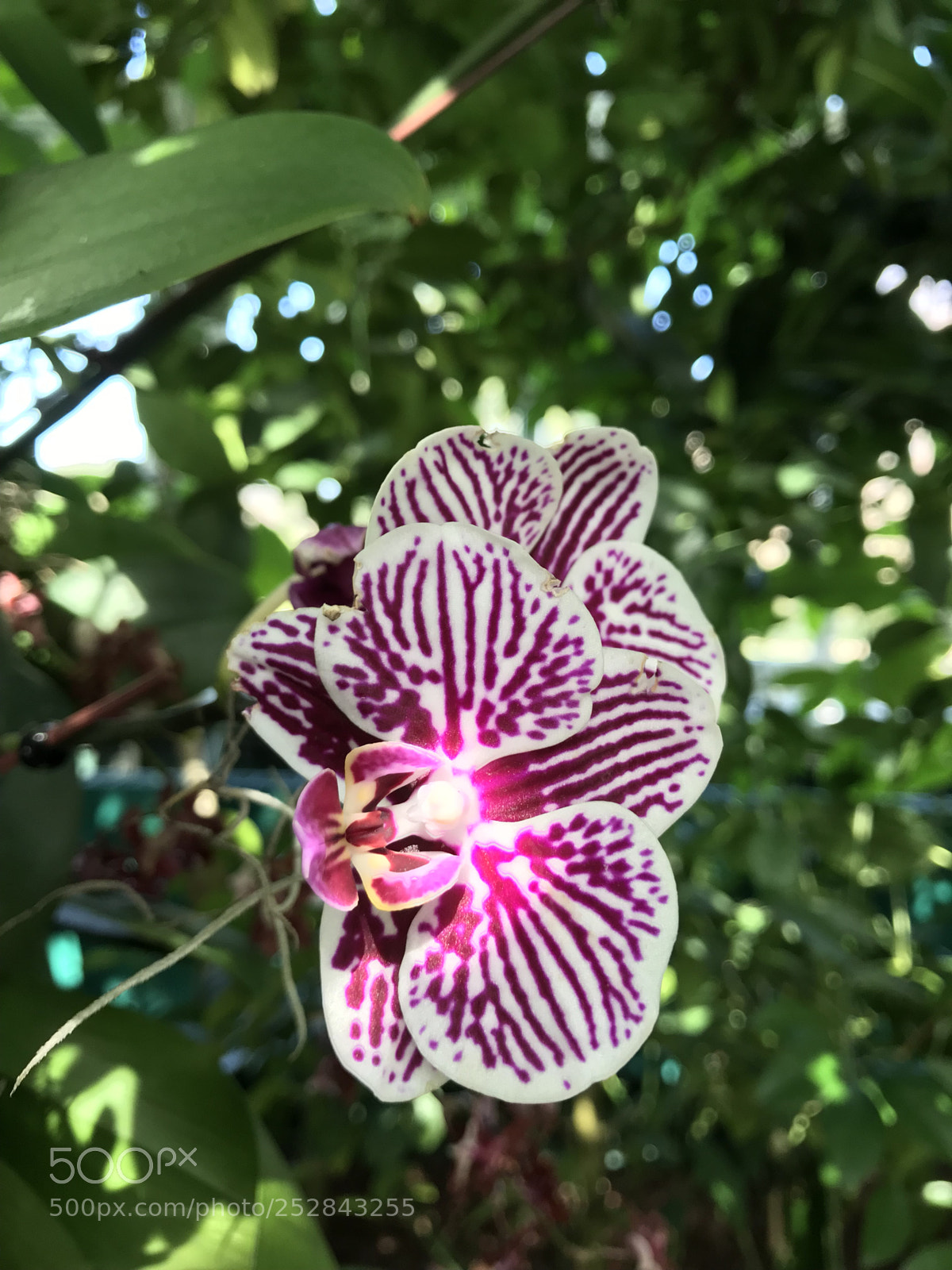 Apple iPhone 7 sample photo. Flower photography