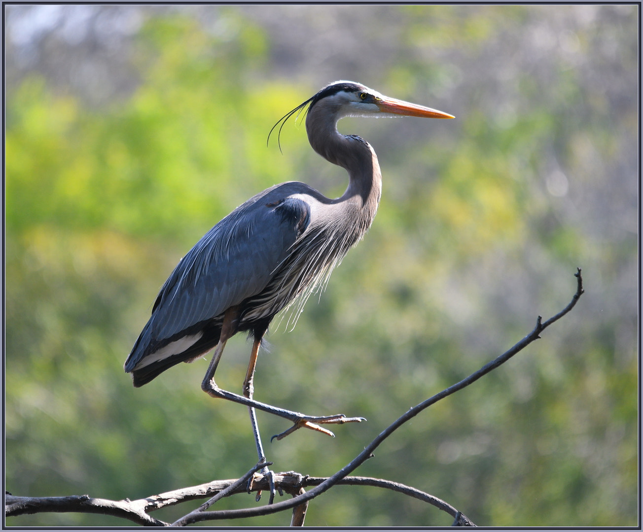 Nikon D850 sample photo. Bird yoga photography