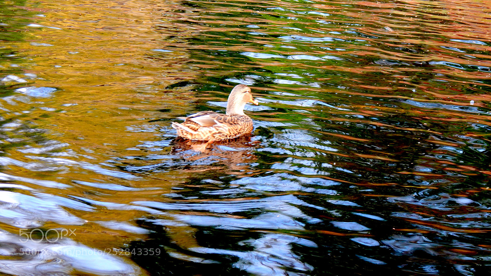 Nikon Coolpix L830 sample photo. Old forge lake just photography