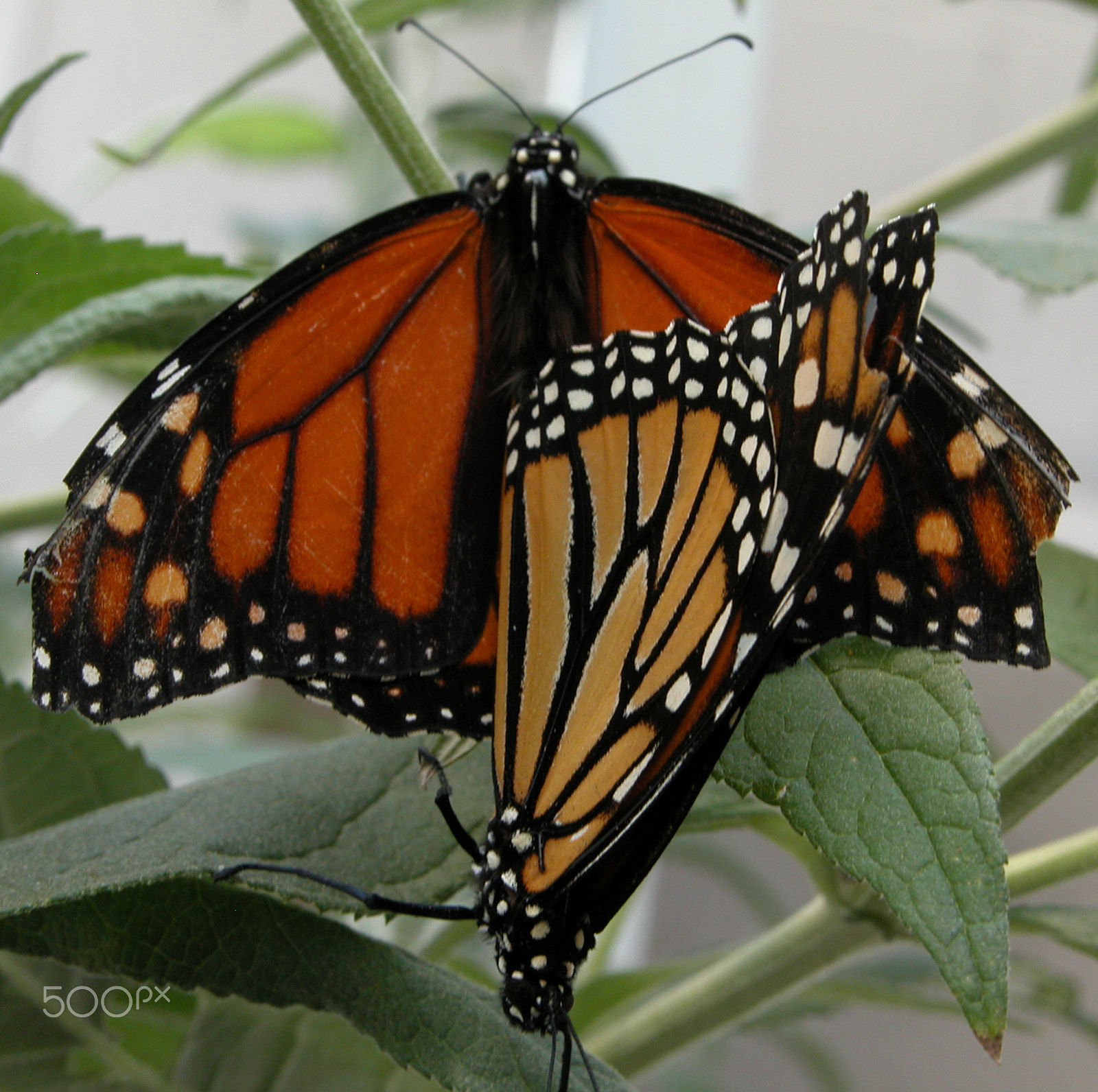Nikon E5700 sample photo. Butterflys photography