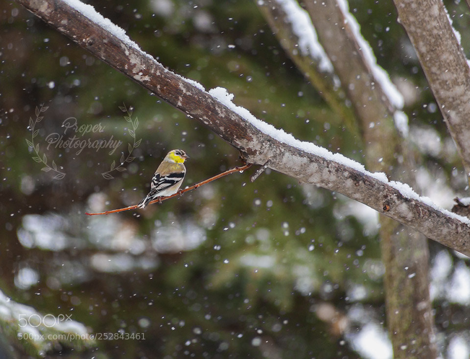 Canon EOS 5D Mark II sample photo. American goldfinch photography