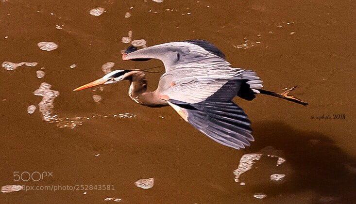 Canon EOS-1Ds Mark III sample photo. Great blue heron photography