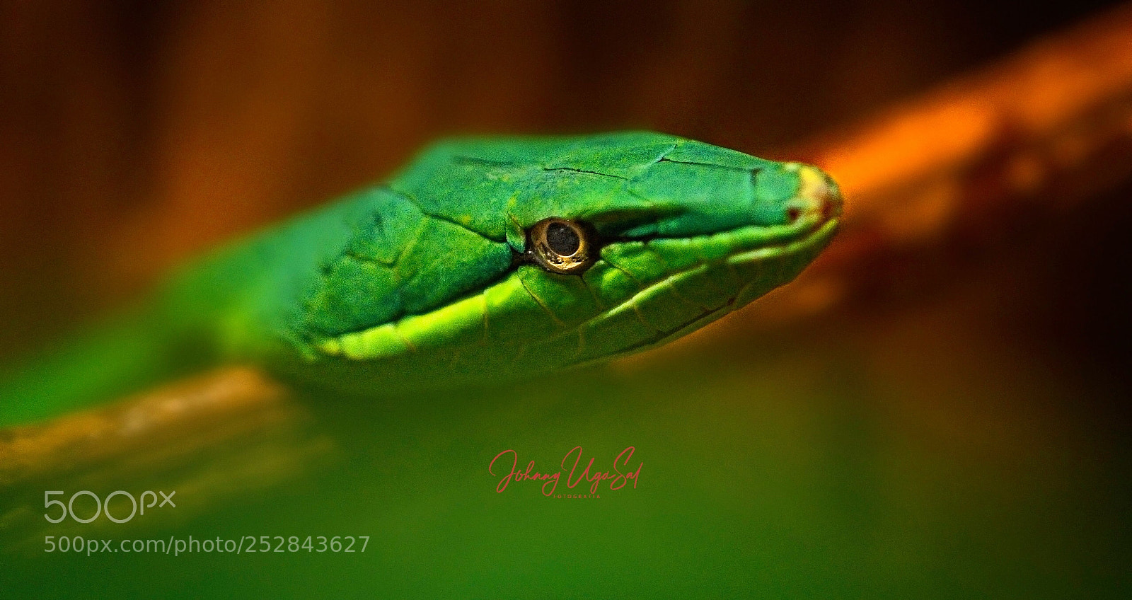 Sony a7R II sample photo. Snake. photography