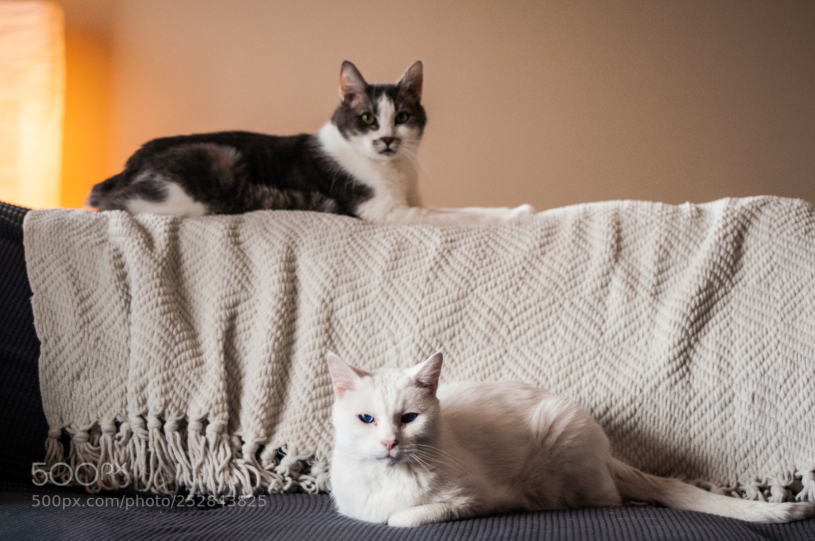 Nikon D90 sample photo. Family photo photography