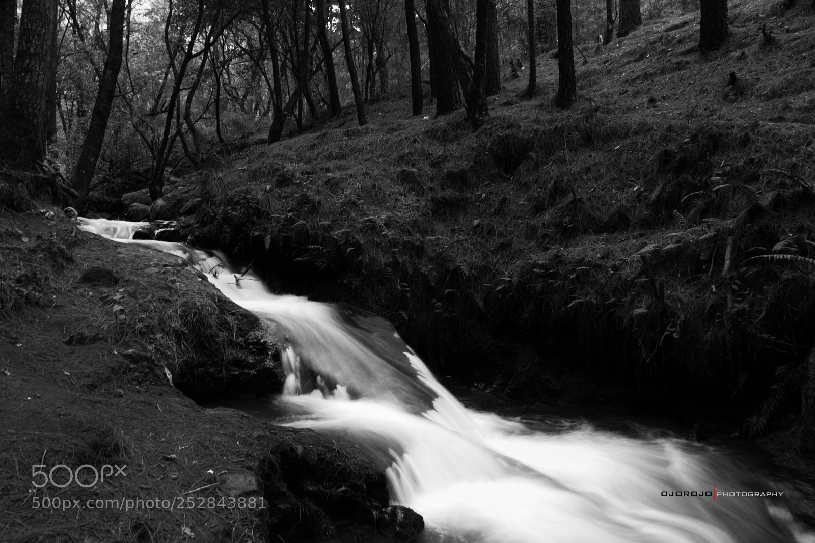 Canon EOS 5D Mark II sample photo. Rain in the forest photography