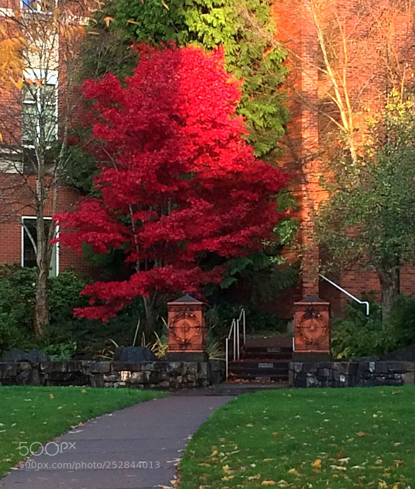 Apple iPhone 5s sample photo. Autumn sun on red photography
