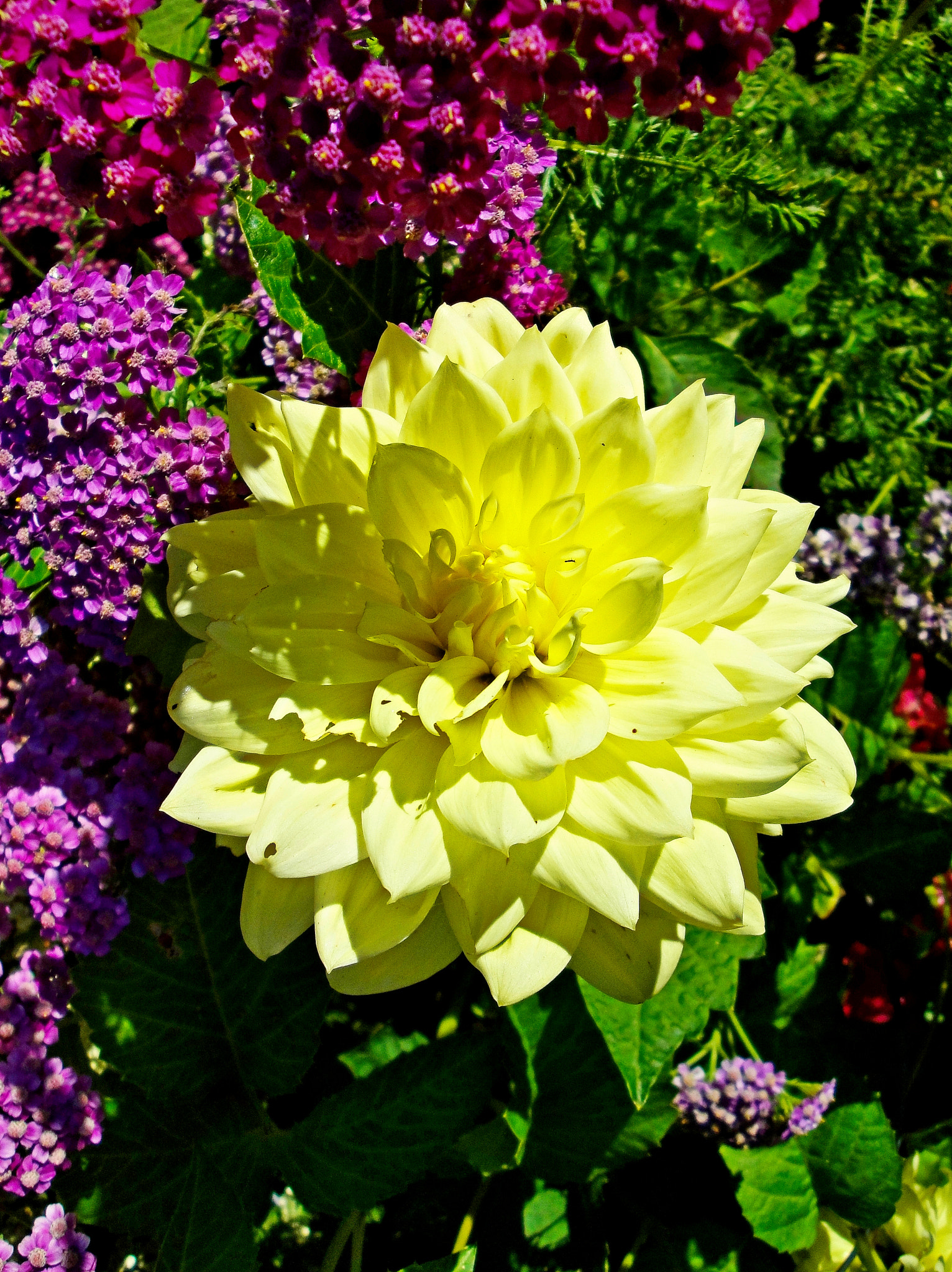 Sony Cyber-shot DSC-W290 sample photo. Anchorage garden study 1 photography