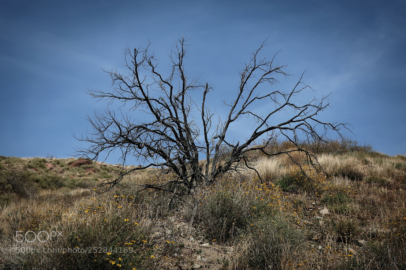 Canon PowerShot G9 X Mark II sample photo. Desert tree photography