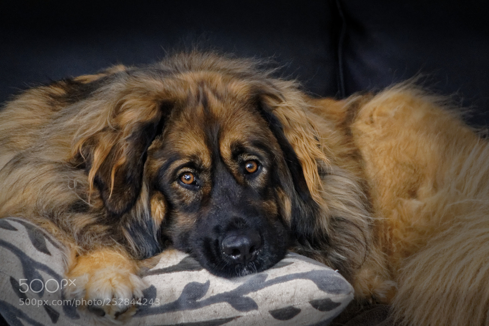 Sony Cyber-shot DSC-RX10 sample photo. Portrait of xena photography