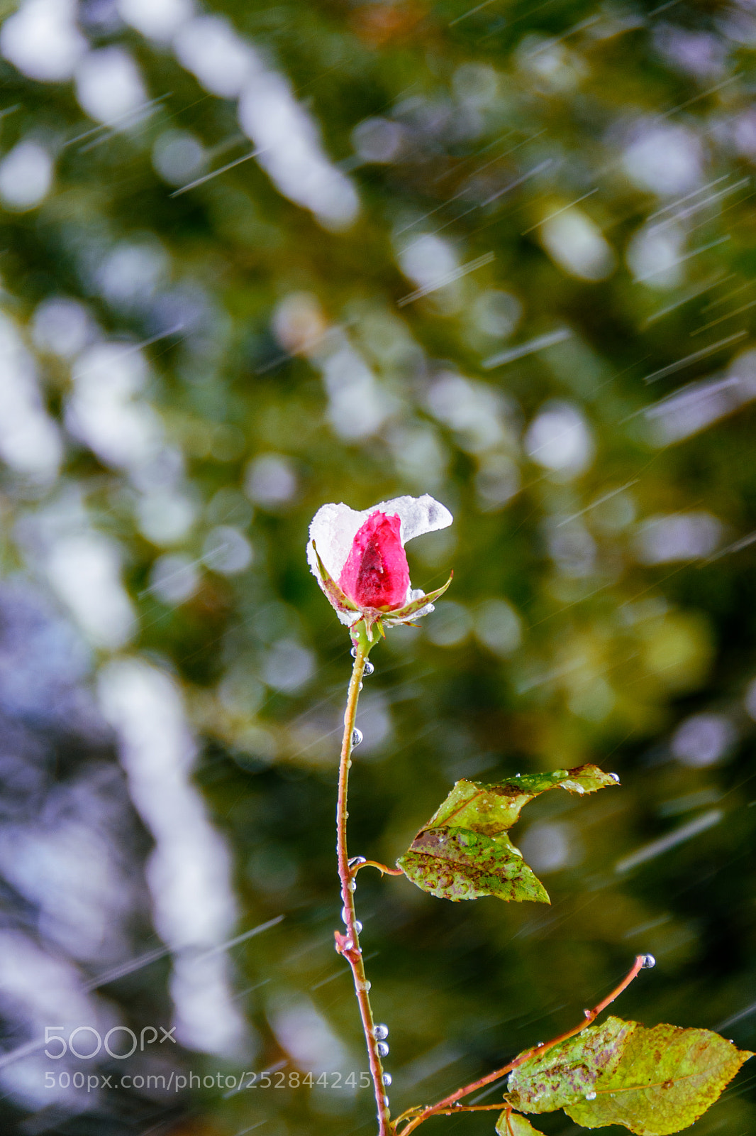 Nikon D810 sample photo. Rose in snow photography