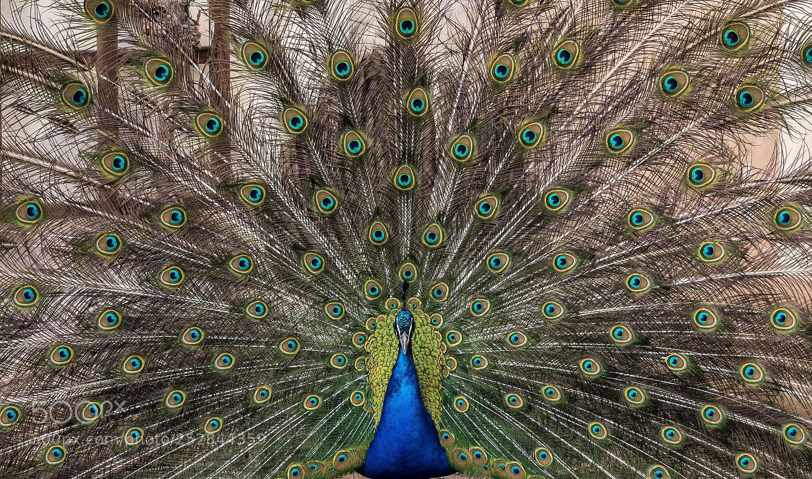 Nikon D850 sample photo. Prague peacock explored photography
