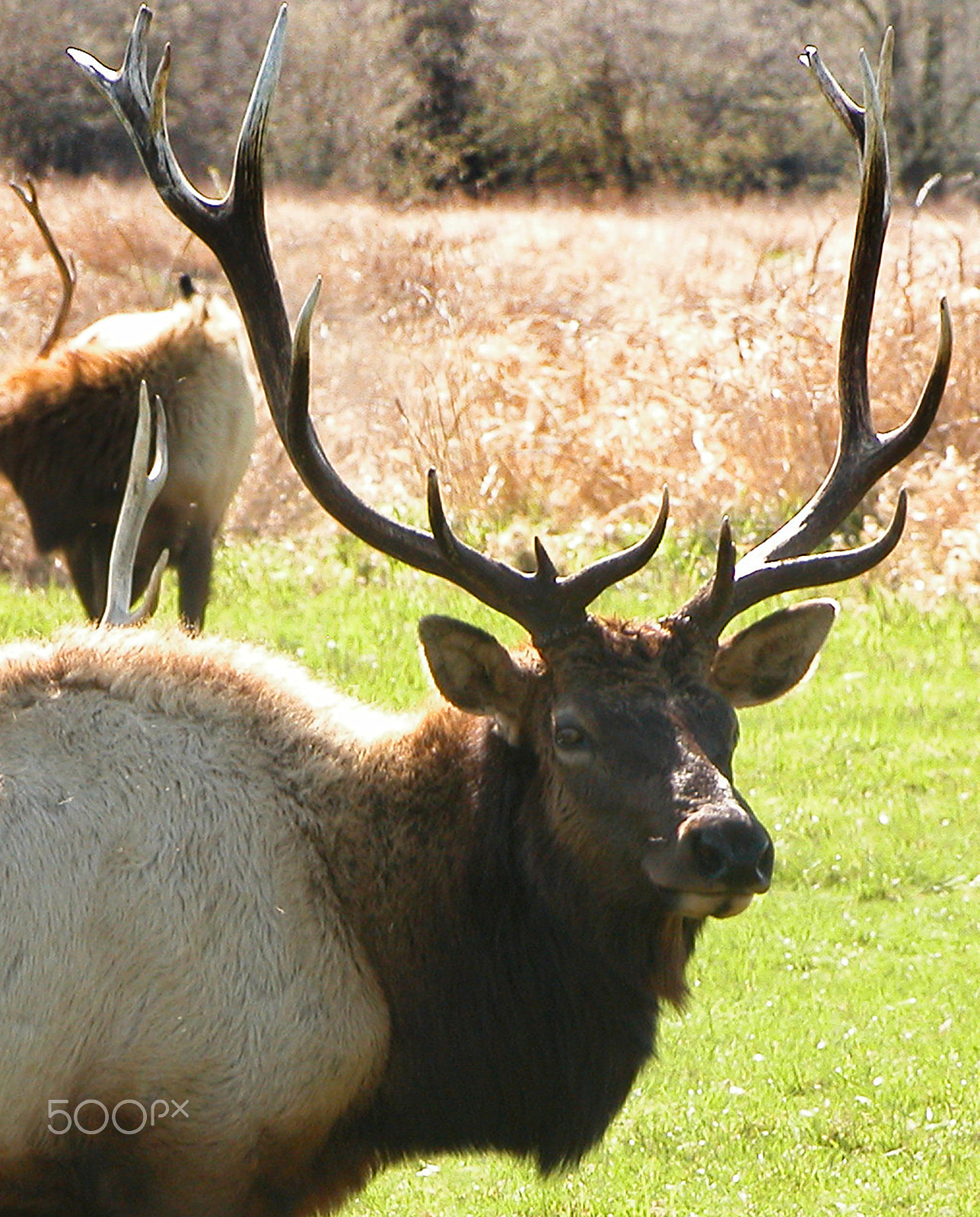 Nikon E5700 sample photo. Bull elk head shot photography