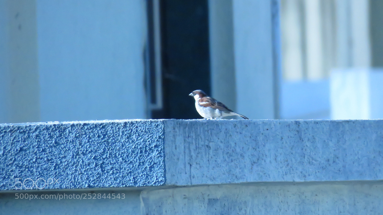 Canon PowerShot SX60 HS sample photo. Little sparrow photography