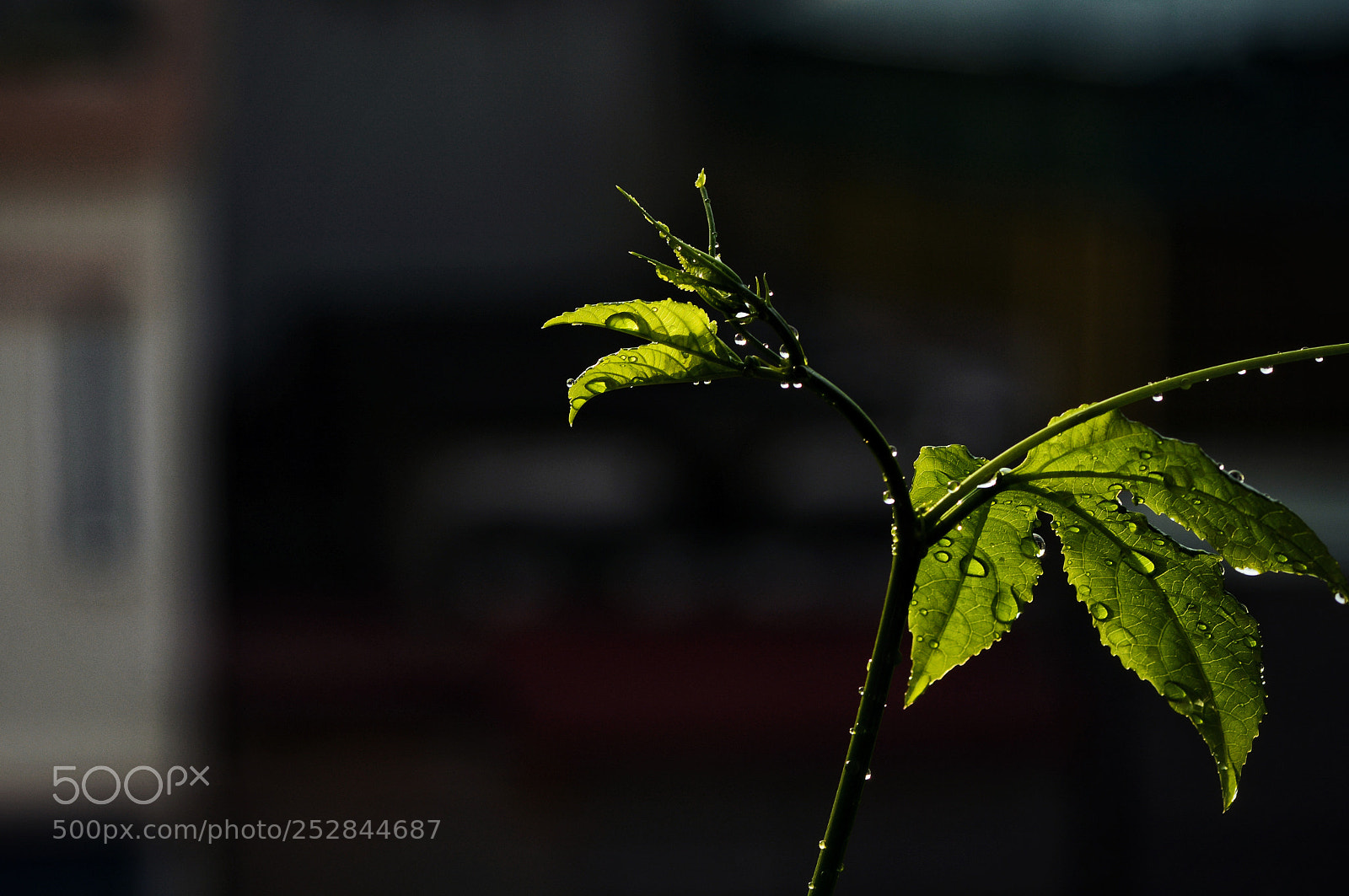 Nikon D7100 sample photo. Ttvmtsdrr photography