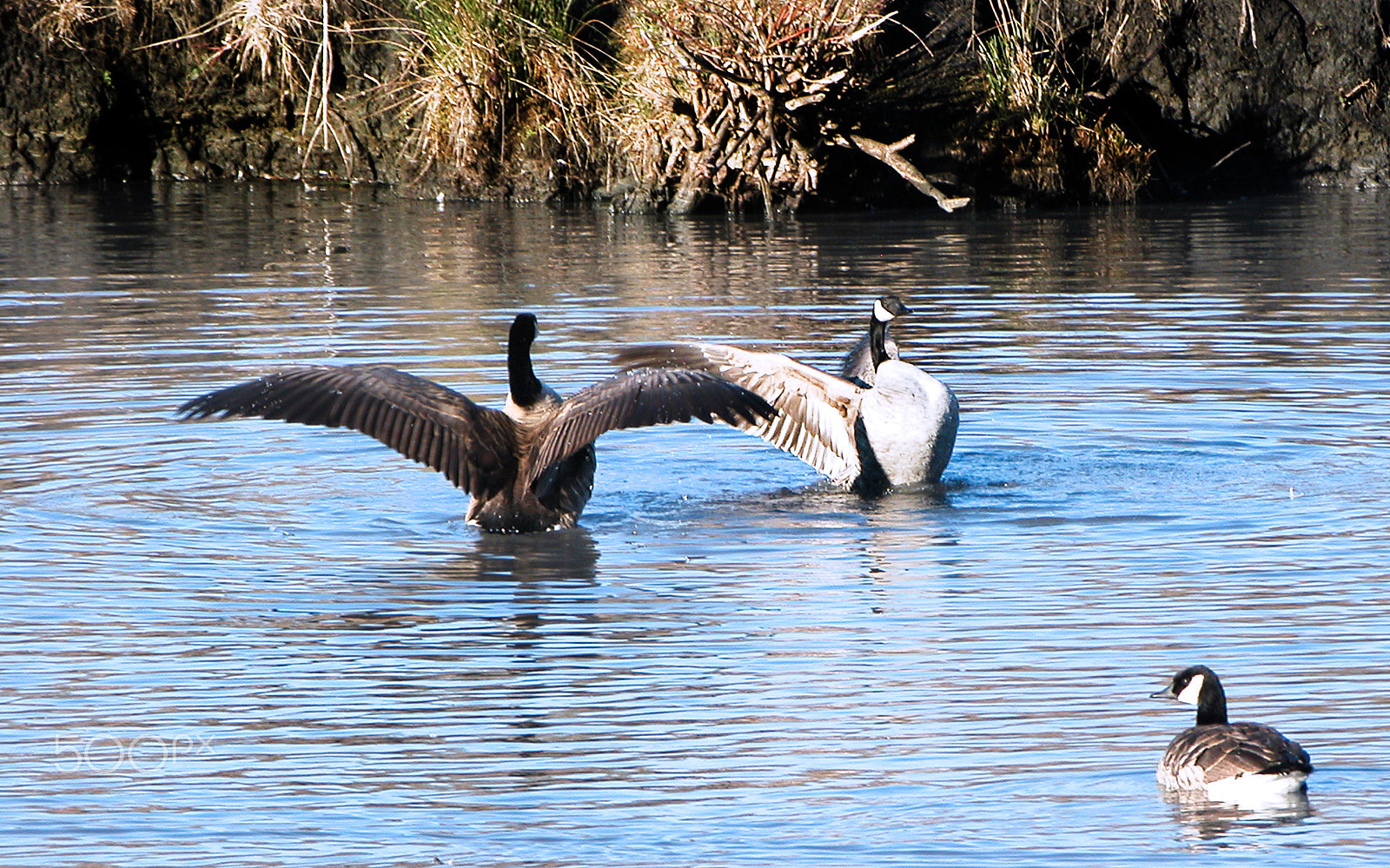 Nikon E5700 sample photo. Canadian geese photography