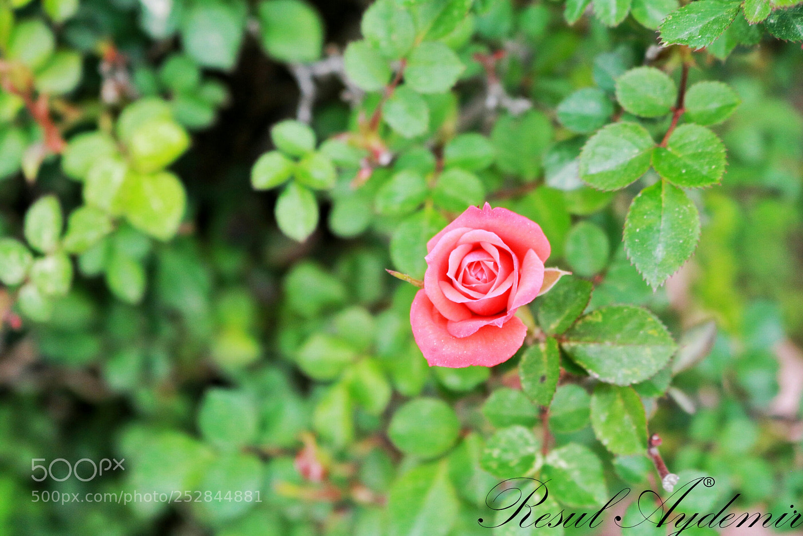 Canon EOS 750D (EOS Rebel T6i / EOS Kiss X8i) sample photo. Untitled photography