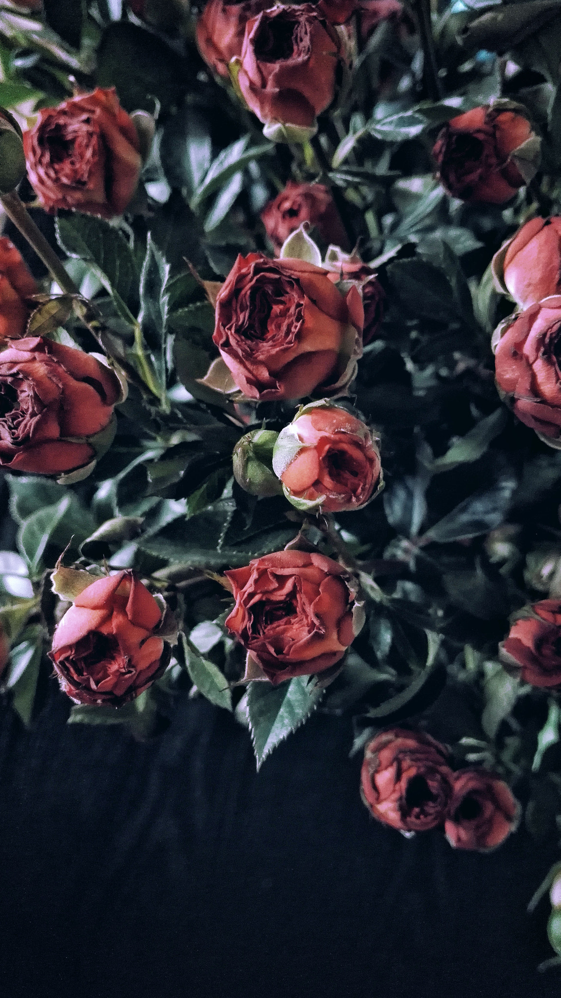 HUAWEI Honor 7 sample photo. Dav photography