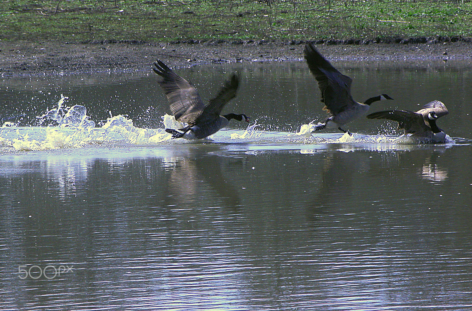 Nikon E5700 sample photo. Chasing away the competition photography