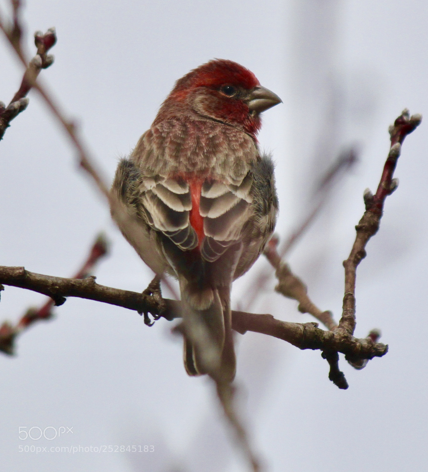 Canon EOS 500D (EOS Rebel T1i / EOS Kiss X3) sample photo. House finch photography
