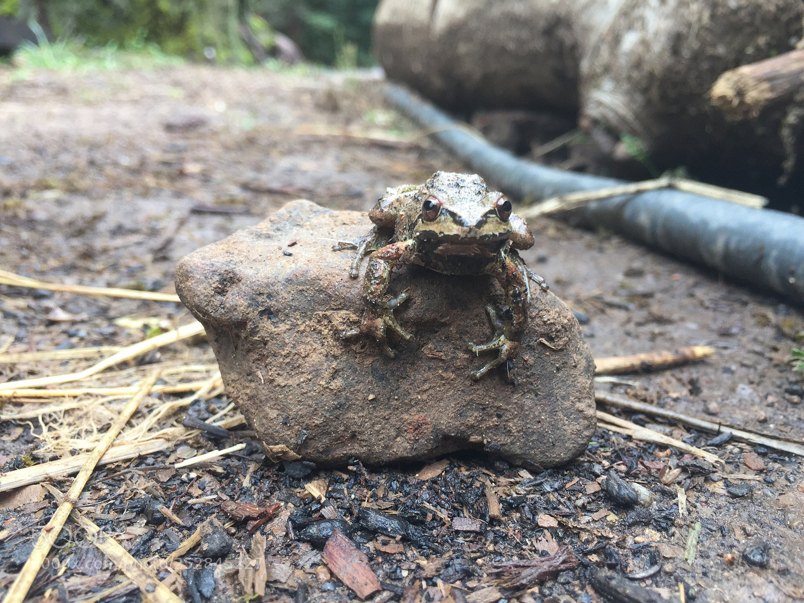 Apple iPhone 6 sample photo. Frog in the garden  photography