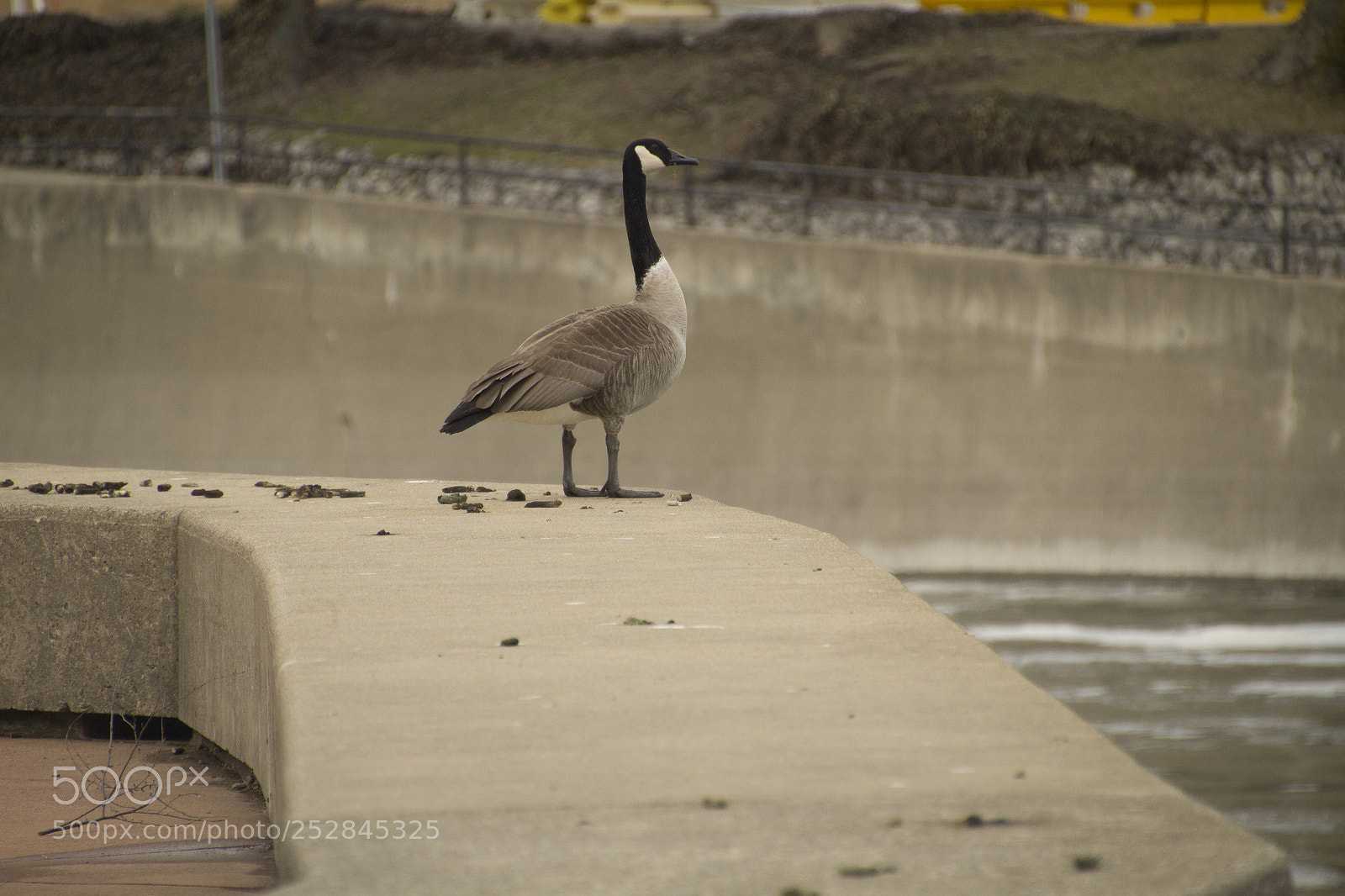 Canon EOS 1200D (EOS Rebel T5 / EOS Kiss X70 / EOS Hi) sample photo. The goose on the photography