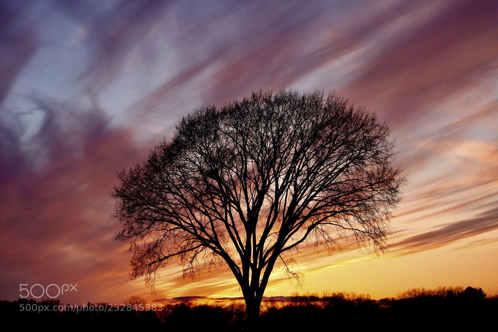Canon EOS 500D (EOS Rebel T1i / EOS Kiss X3) sample photo. Dog party tree sunset photography