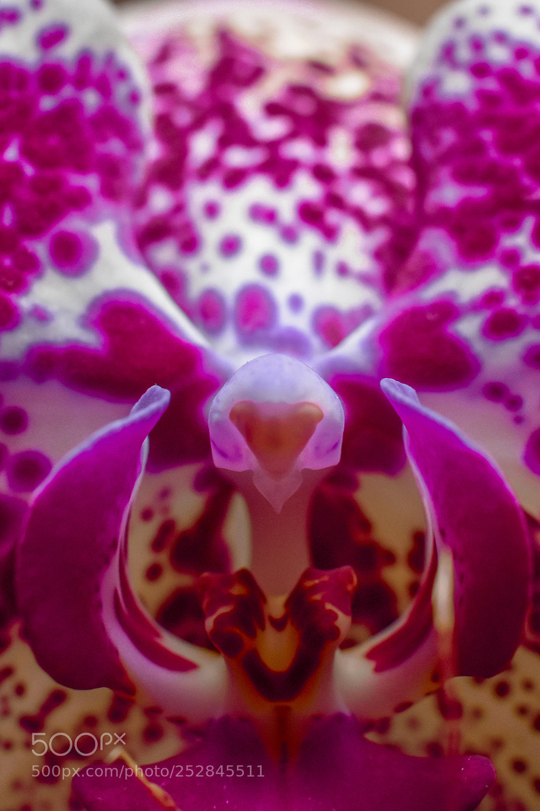 Nikon D7200 sample photo. Hidden secrets of orchids photography