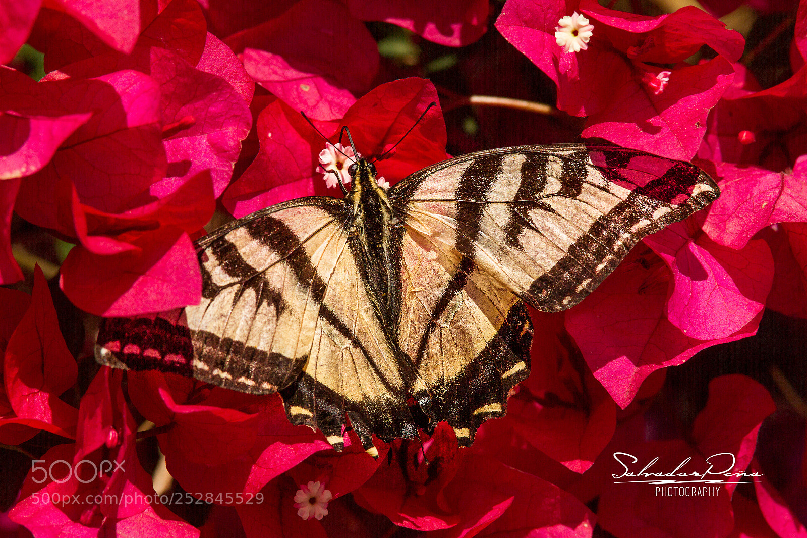 Canon EOS 7D sample photo. A beautiful butterfly photography