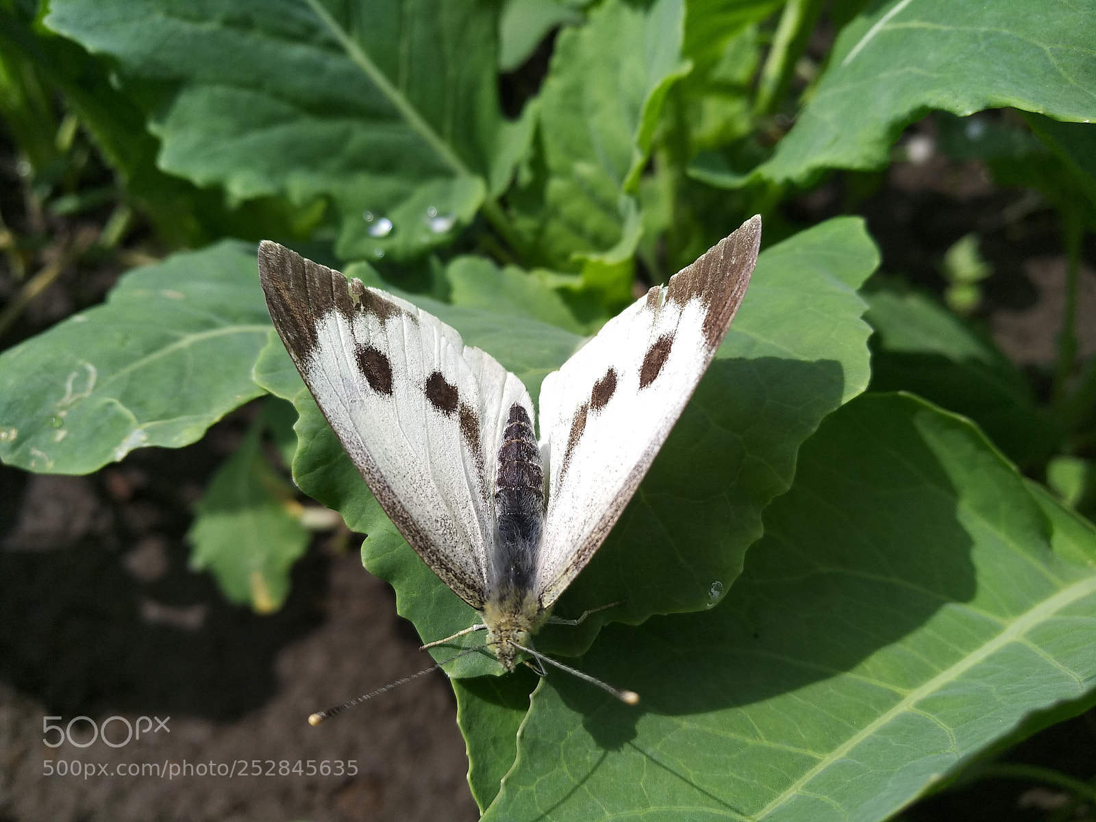 Xiaomi MI MAX 2 sample photo. Untitled photography