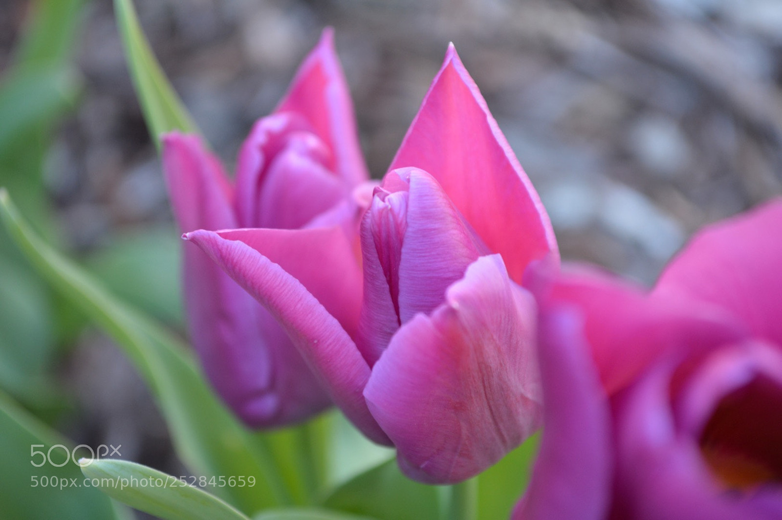 Nikon D3200 sample photo. Awaken photography