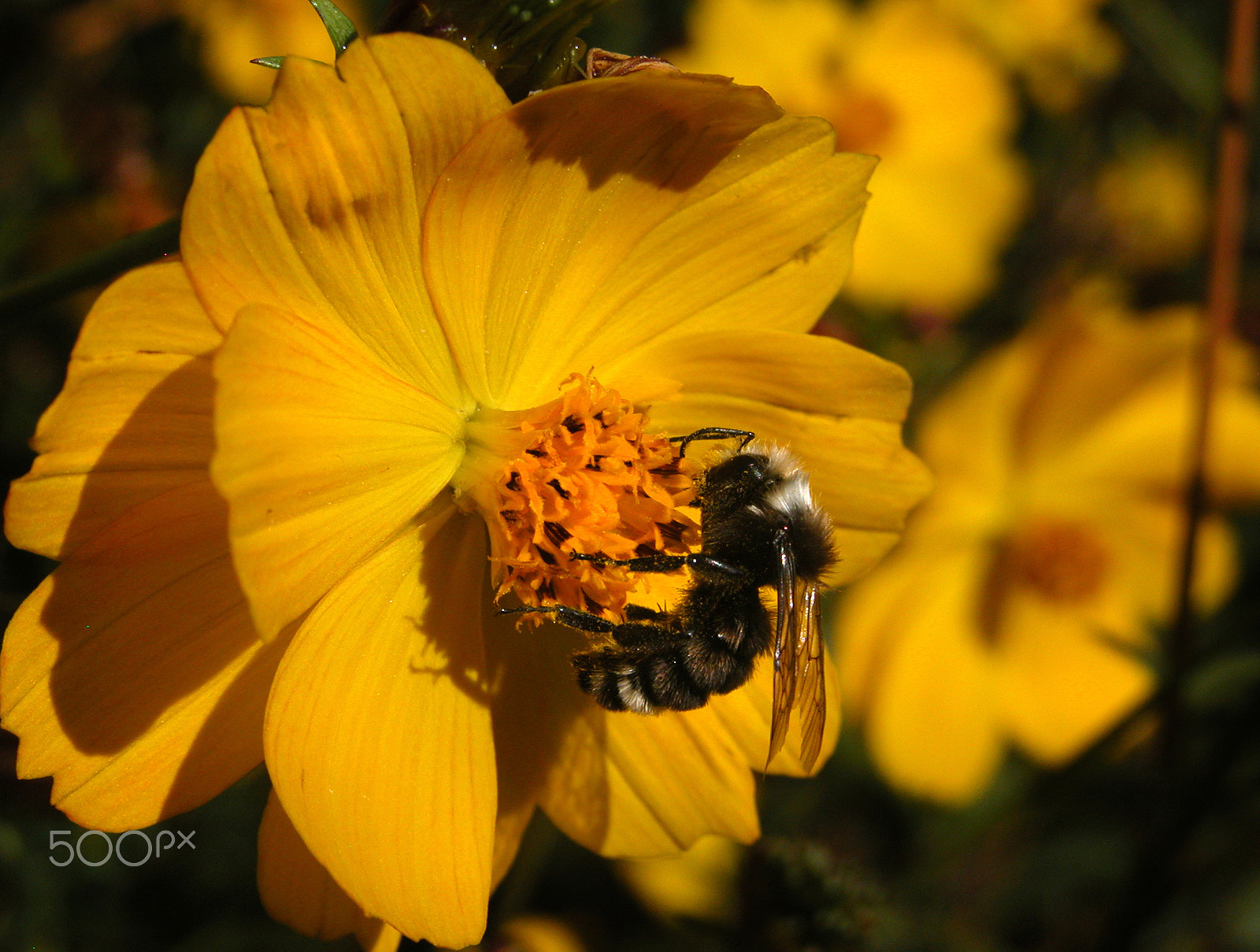 Nikon E5700 sample photo. Cosmos & bee photography