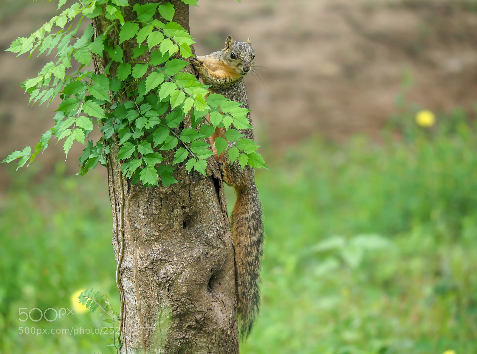 Olympus OM-D E-M1 Mark II sample photo. Squirrel photography
