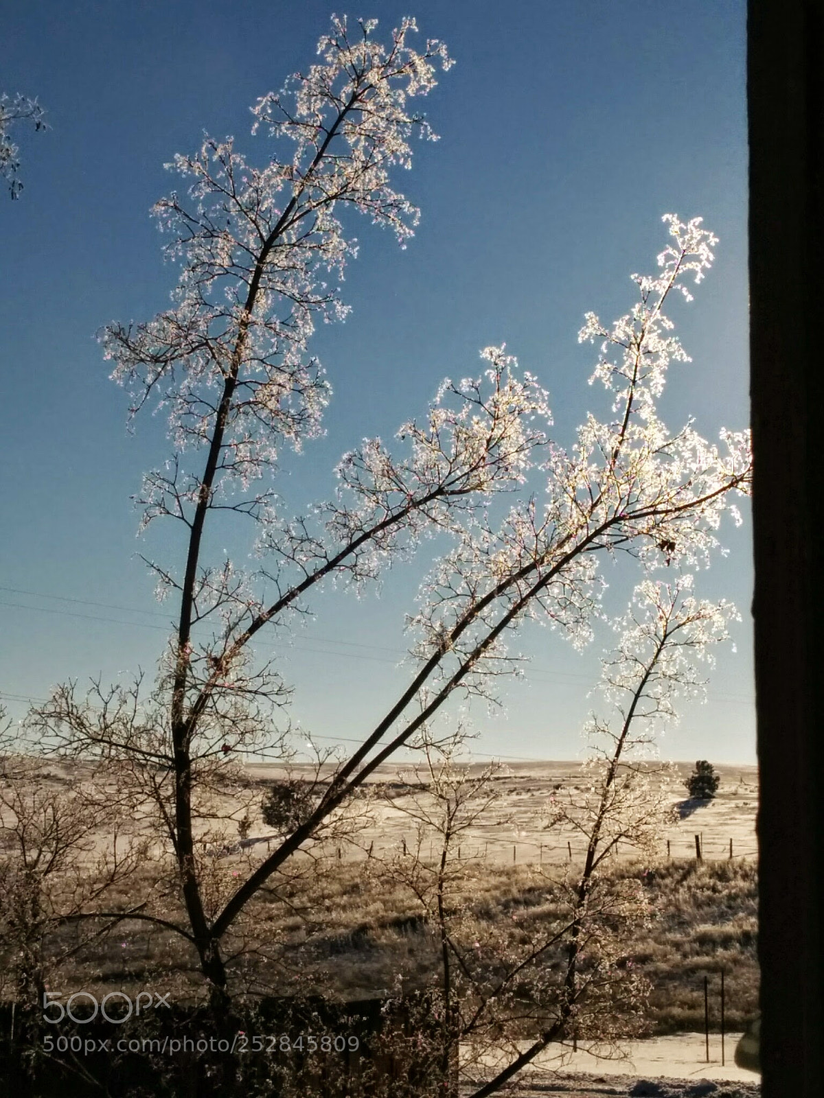 LG Nexus 5 sample photo. Sparkling snow crystal tree photography
