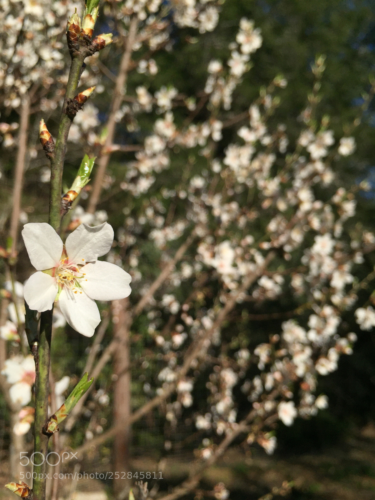 Apple iPhone 6 sample photo. Almond flowers  photography