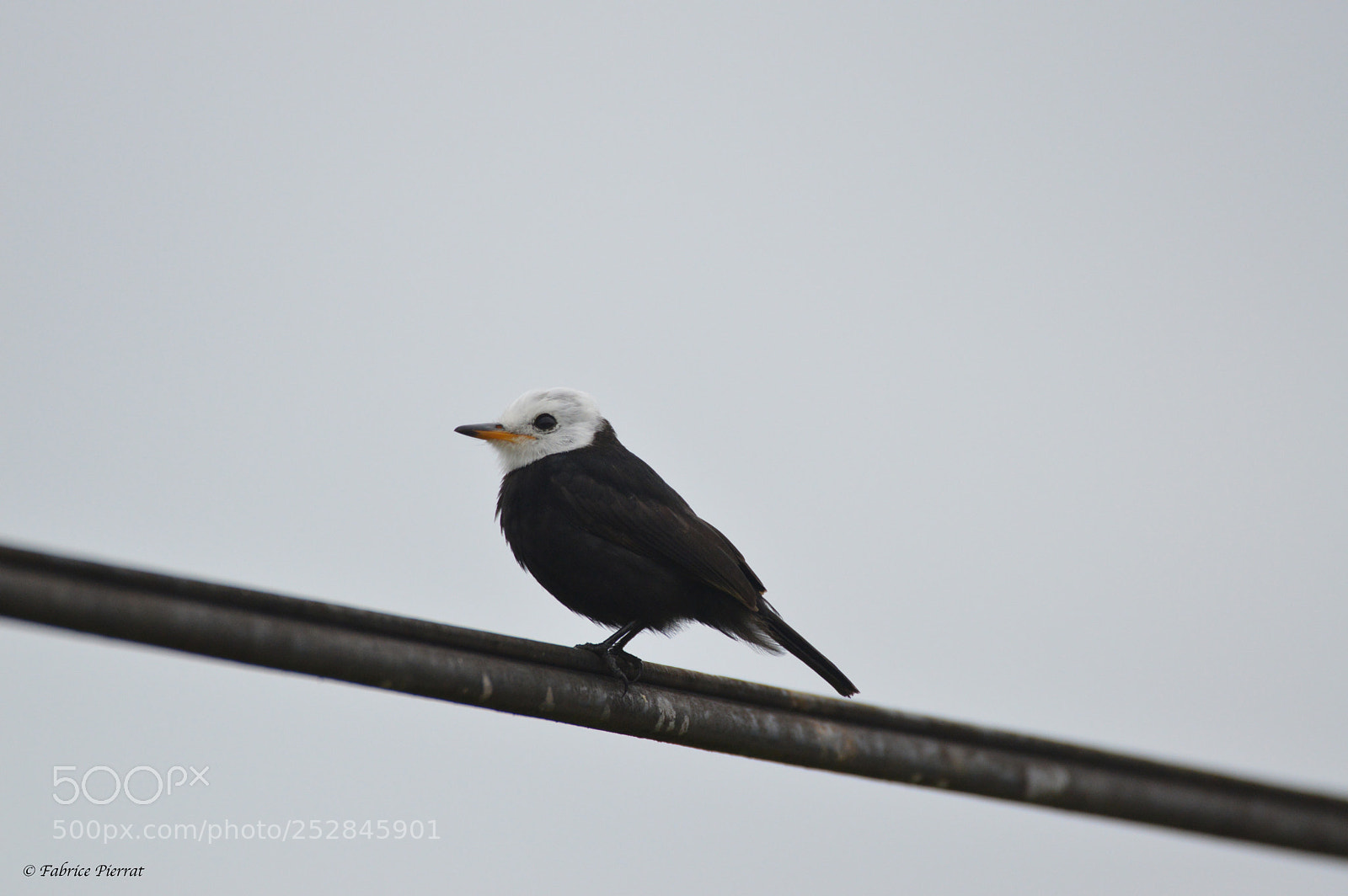 Nikon D3200 sample photo. Moucherolle a te te photography