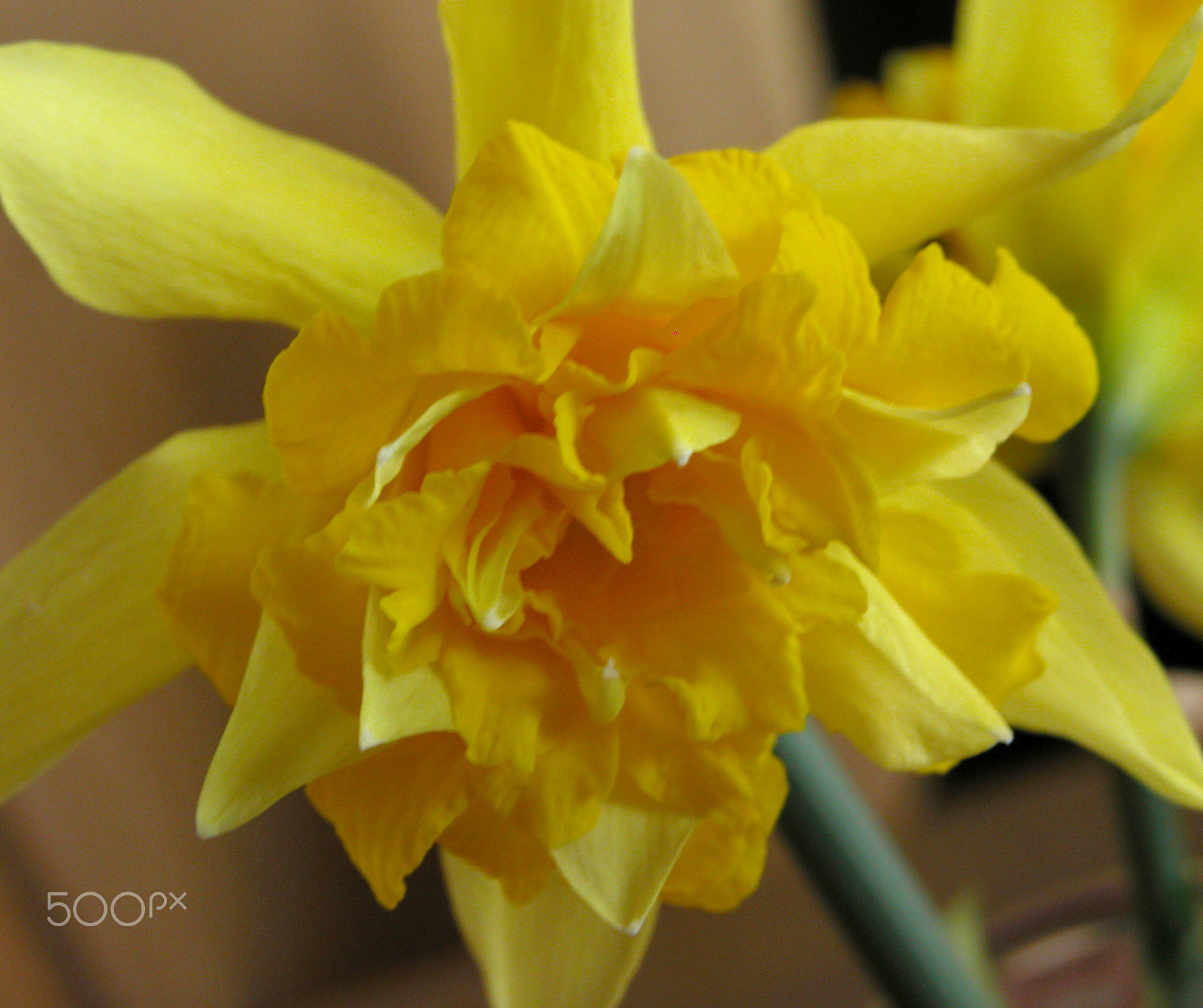 Nikon E5700 sample photo. Daffodil photography