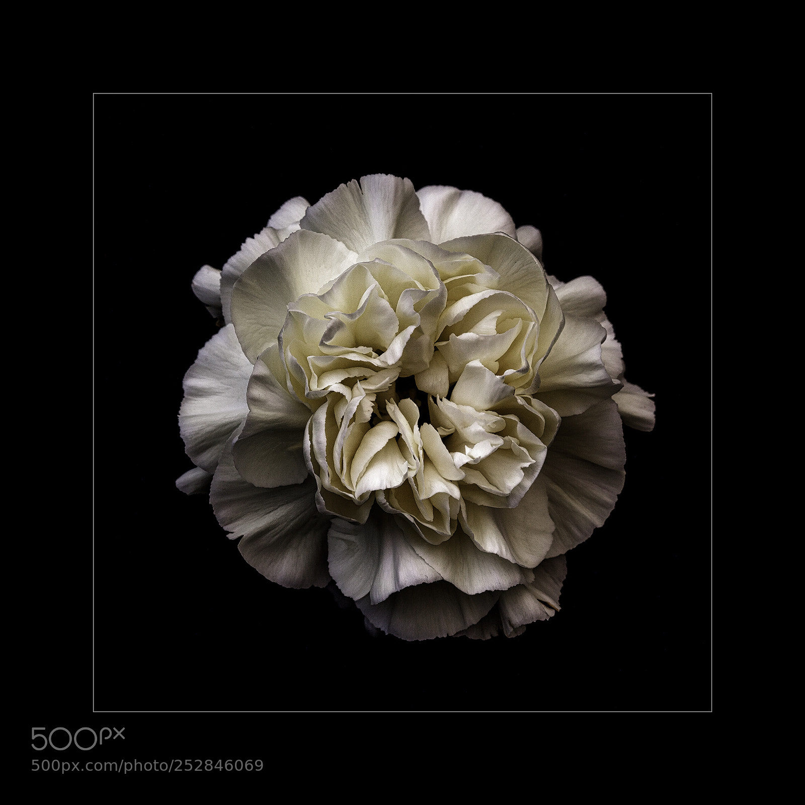 Canon EOS 5D Mark II sample photo. Instant carnation photography