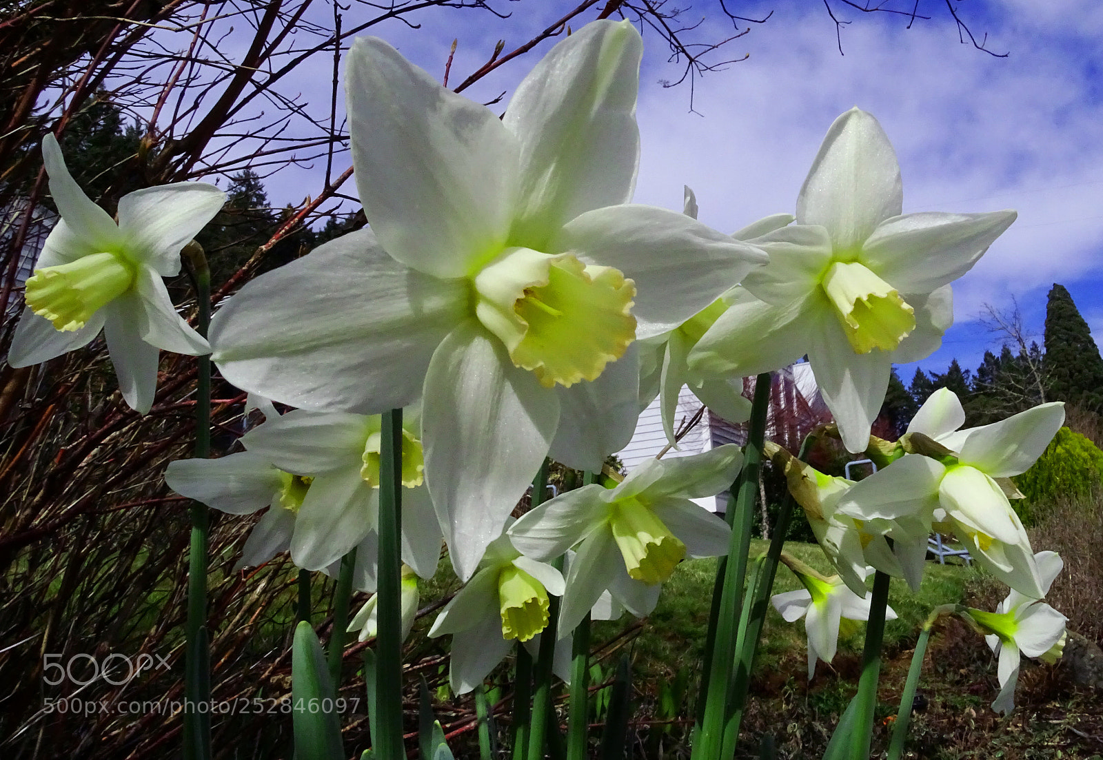 Sony Cyber-shot DSC-HX400V sample photo. Daffodils photography