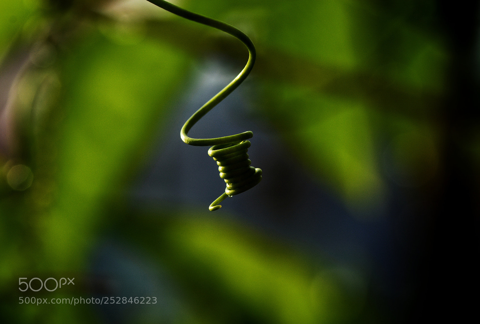 Nikon D7100 sample photo. Nnvxtth photography