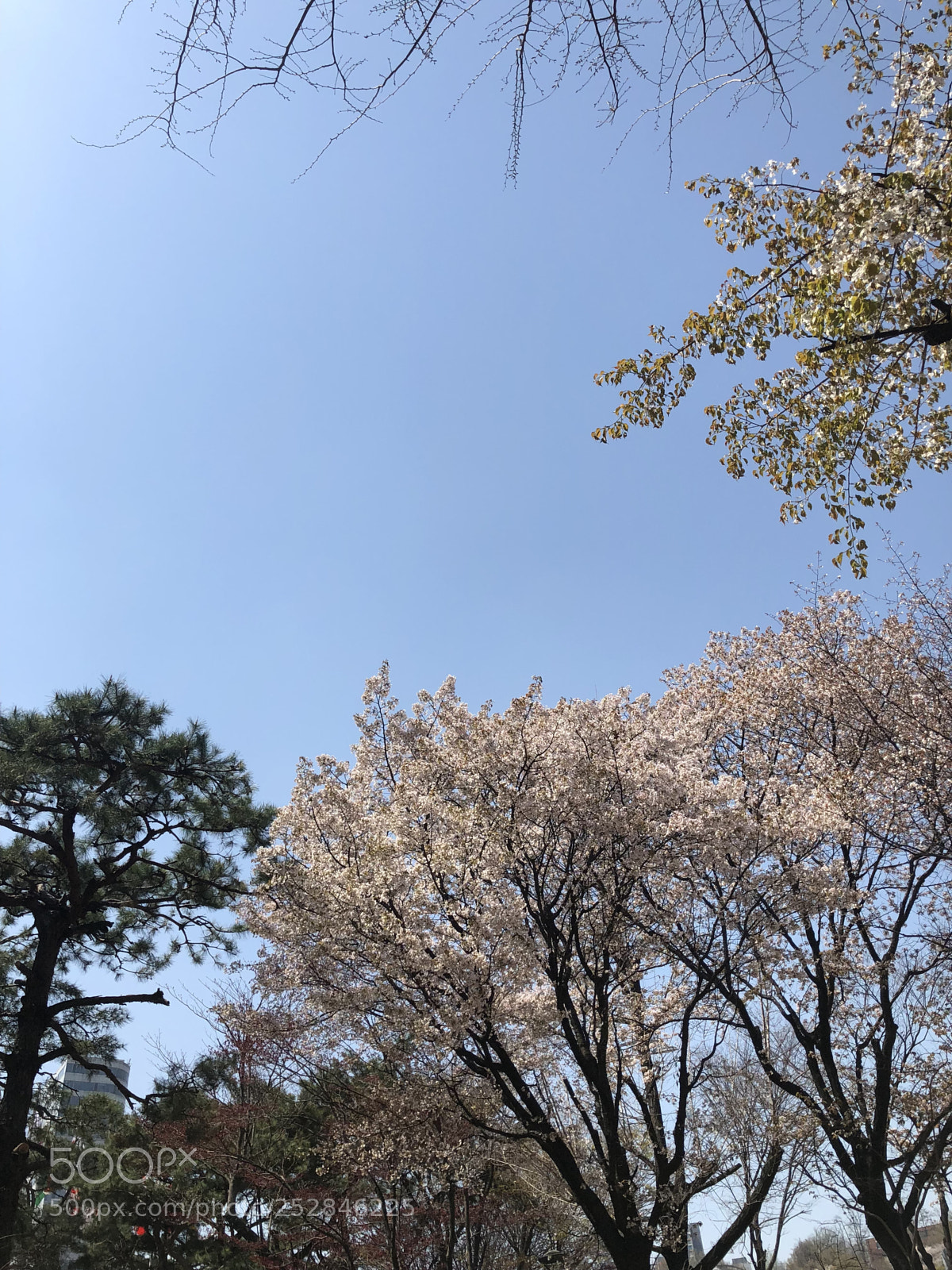 Apple iPhone X sample photo. Cherry blossom  photography