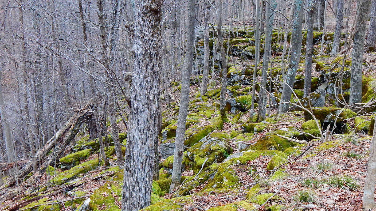 Nikon Coolpix L830 sample photo. Hiking trail at clark photography